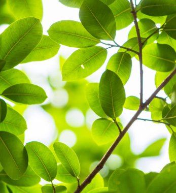 Arkadan aydınlatmalı ağaç beyaz arka plan yaprakları