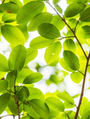 Arkadan aydınlatmalı ağaç beyaz arka plan yaprakları