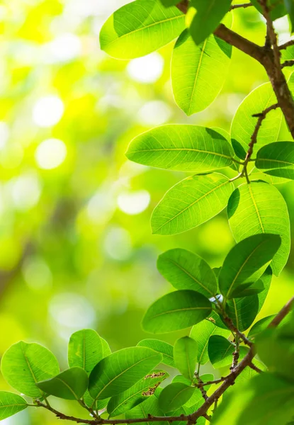 Backlit tree leaves white background — Stock Photo, Image