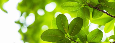 Arkadan aydınlatmalı ağaç beyaz arka plan yaprakları