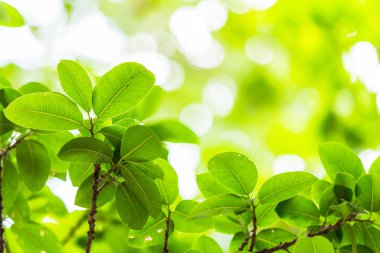 Arkadan aydınlatmalı ağaç beyaz arka plan yaprakları