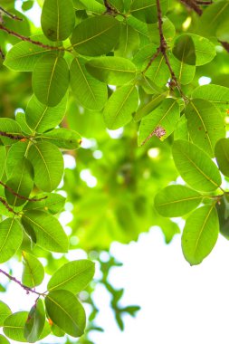 Arkadan aydınlatmalı ağaç beyaz arka plan yaprakları