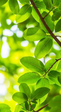 Arkadan aydınlatmalı ağaç beyaz arka plan yaprakları