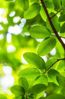 Arkadan aydınlatmalı ağaç beyaz arka plan yaprakları