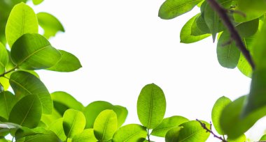 Arkadan aydınlatmalı ağaç beyaz arka plan yaprakları