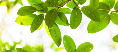 Arkadan aydınlatmalı ağaç beyaz arka plan yaprakları