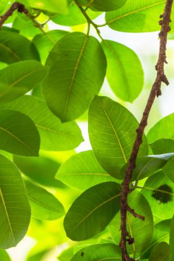 Arkadan aydınlatmalı ağaç beyaz arka plan yaprakları