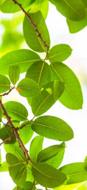 Arkadan aydınlatmalı ağaç beyaz arka plan yaprakları