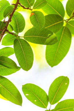 Arkadan aydınlatmalı ağaç beyaz arka plan yaprakları