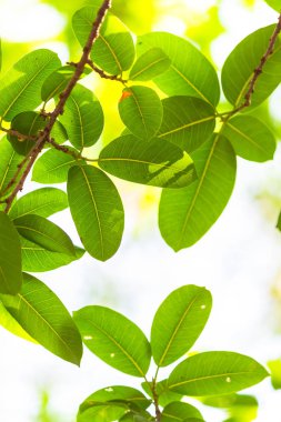 Arkadan aydınlatmalı ağaç beyaz arka plan yaprakları