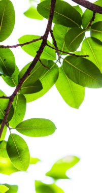 Arkadan aydınlatmalı ağaç beyaz arka plan yaprakları