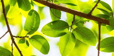 Arkadan aydınlatmalı ağaç beyaz arka plan yaprakları