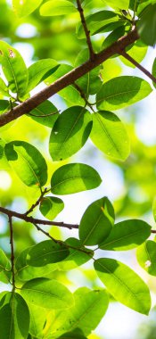 Arkadan aydınlatmalı ağaç beyaz arka plan yaprakları