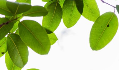 Arkadan aydınlatmalı ağaç beyaz arka plan yaprakları