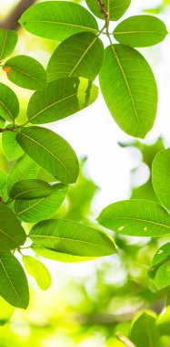 Arkadan aydınlatmalı ağaç beyaz arka plan yaprakları