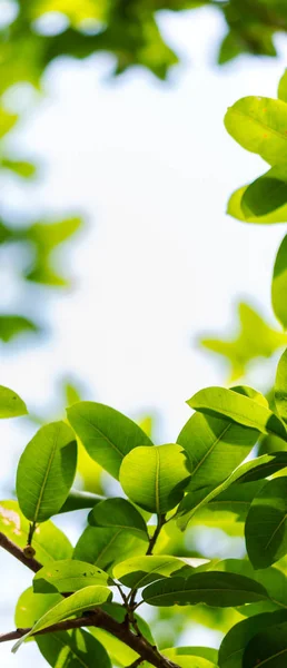 Подсветка дерева листья белого фона — стоковое фото