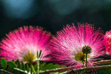 Yazın Tayland çiçek bahçesinde güzel yağmur ağacı çiçeğinin (Samanea saman) ayrıntıları.