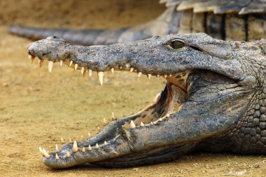 Nil timsahı (Crocodylus niloticus), Nil timsahı portresi. Açık çeneli bir portre
