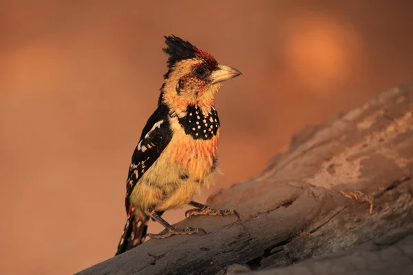 Barbet Crista Trachyphonus Vaillantii Sentado Ramo Com Fundo Amarelo Dourado — Fotografia de Stock