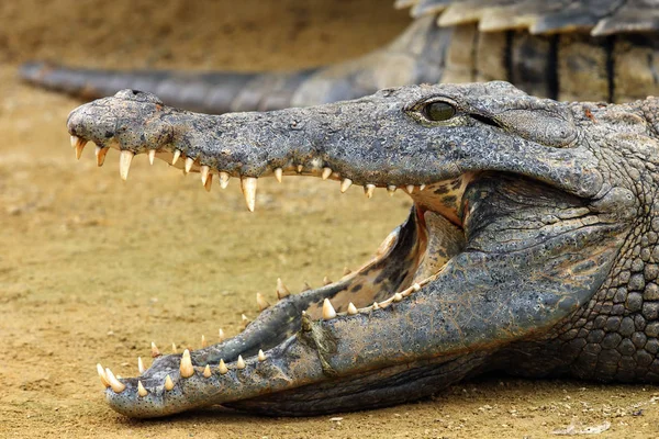 正面からナイルワニ Crocodylus Niloticus の歯でいっぱいの頭と 正面からナイルワニ Crocodylus Niloticus の歯でいっぱいの頭と