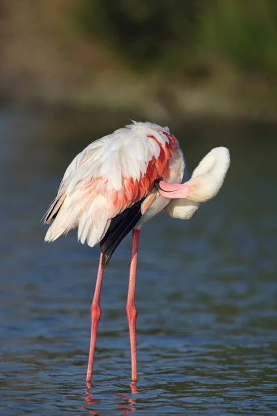 Büyük Flamingo Phoenicopterus Gülü Sığ Bir Göletin Suyunda Duruyor — Stok fotoğraf