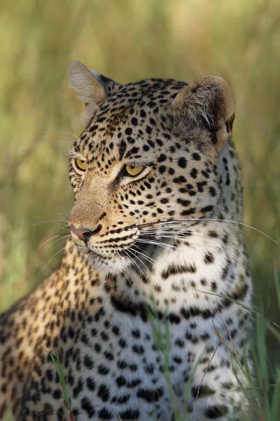 Africký Leopard Panthera Pardus Pardus Ženský Portrét Trávě Portrét Ranním — Stock fotografie