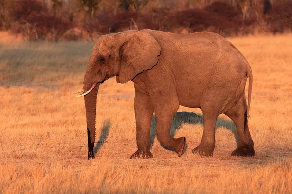 Der Afrikanische Buschelefant Loxodonta Africana Geht Ins Gras Großes Säugetier — Stockfoto