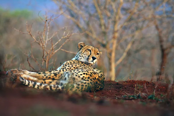 Gepard Acinonyx Jubatus Také Jako Lovecký Leopard Odpočívající Červené Půdě — Stock fotografie
