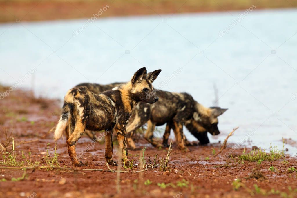 The African wild dog (Lycaon pictus), also known as the African hunting or painted dog, painted hunting dog or painted wolf. Puppy dogs near the water. Wild dog with the pack drink at the lake.