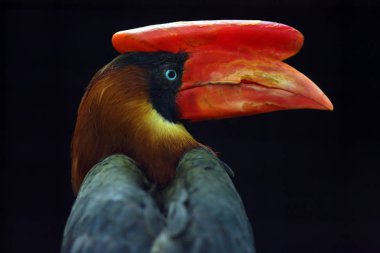 The rufous hornbill (Buceros hydrocorax), also known as the Philippine hornbill and locally as a kalaw, portrait with dark background.Portrait of a large hornbill with a red beak. clipart