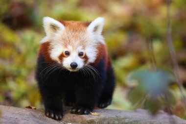 Kırmızı panda (Ailurus fulgens), ateş tilkisi veya daha küçük panda, kırmızı ayı-kedi ve kırmızı kedi-ayı, öğleden sonra ışığı altında portre..