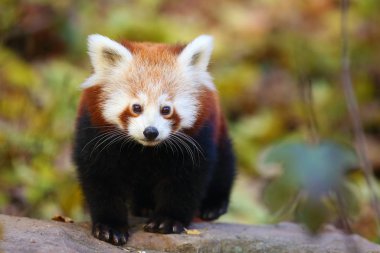 The red panda (Ailurus fulgens) , fire fox or lesser panda, the red bear-cat, and the red cat-bear, portrait in the afternoon light.Red panda on a branch with colorful background. clipart