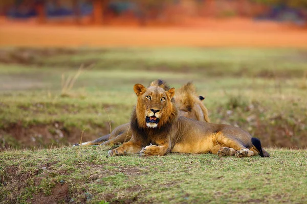 León Del Sur Panthera Leo Melanochaita También Como León África —  Fotos de Stock