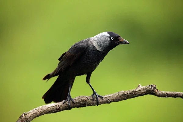 Nyugat Jackdaw Corvus Monedula Egy Zöld Hátterű Ágon Tipikus Okos — Stock Fotó