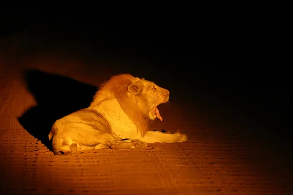 Zuidelijke Leeuw Panthera Leo Melanochaita Oost Zuidelijke Afrikaanse Leeuw Leo — Stockfoto