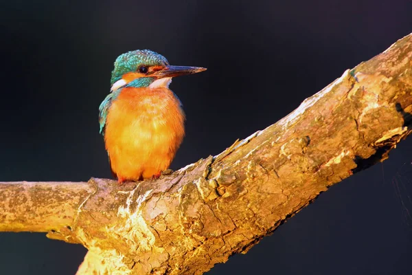Ortak Kingfisher Alcedo Ayrıca Avrasya Kingfisher Olarak Bilinir Dalda Oturan — Stok fotoğraf