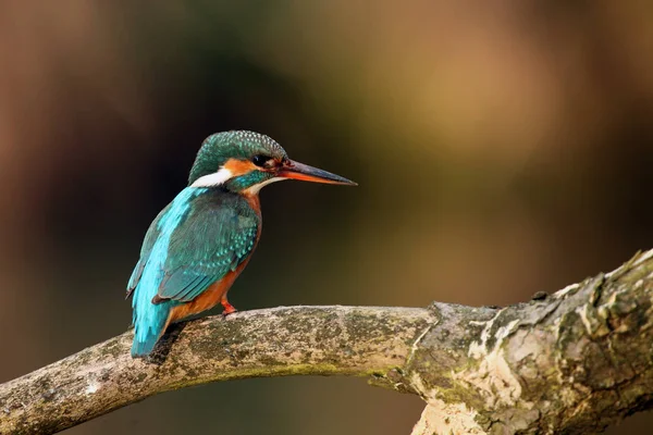 Avrasya Kralbalıkçısı Olarak Bilinen Ortak Kingfisher Alcedo Nehir Kralbalıkçısı Dalda — Stok fotoğraf