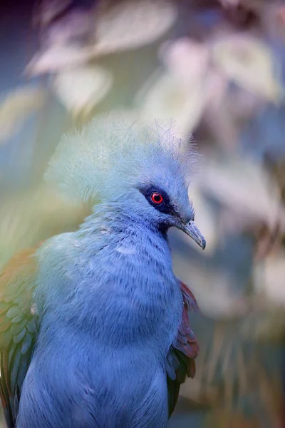 西側の冠鳩 通称鳩 青い冠鳩 茶色の背景を持つ肖像画 — ストック写真