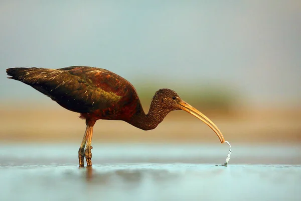 Glossy Ibis Plegadis Falcinellus Poszukuje Pożywienia Płytkiej Lagunie Ibis Różowym — Zdjęcie stockowe