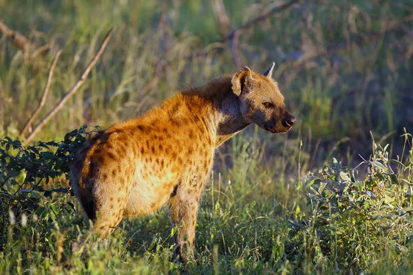 Spotted Hyena Crocuta Crocuta Also Known Laughing Hyena Standing Dense — Stock Photo, Image