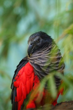 The Pesquet's parrot (Psittrichas fulgidus) also known as the Vulturine Parrot, portrait of a New Guinea parrot. New Guinea parrot with red wings. clipart