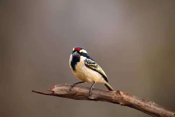 Barbet Pied Acacia Barbet Pied Tricholaema Leucomelas Seduto Sul Ramo — Foto Stock