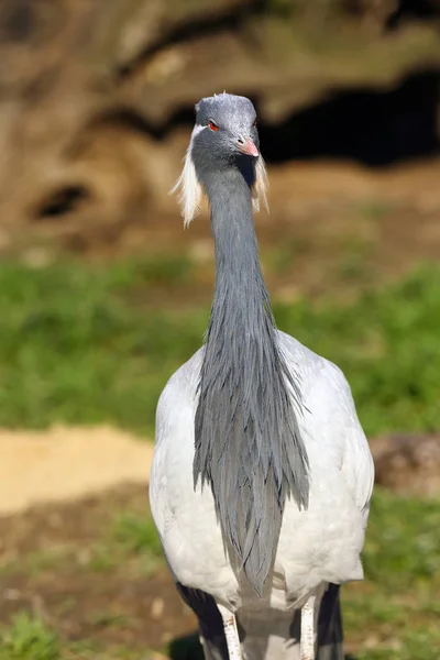 Matmazel Crane Grus Virgo Renkli Arkaplanlı Portre Kırmızı Gözlü Başının — Stok fotoğraf