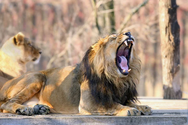 Leão Asiático Panthera Leo Leo Bocejando Tapete Madeira Leão Indiano — Fotografia de Stock