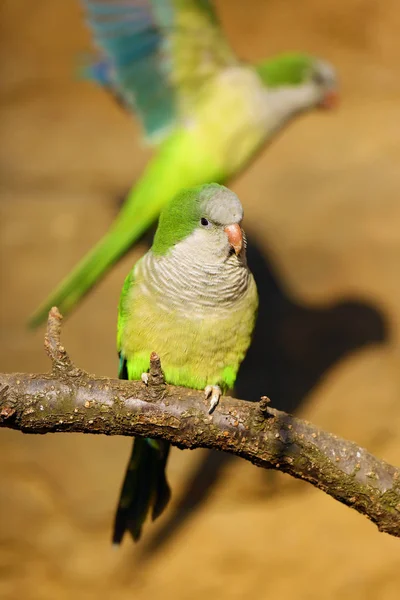 A monk parakeet (Myiopsitta monachus), also known as the Quaker parrot sitting on a branch. The second parrot flies behind him in a yellow background.