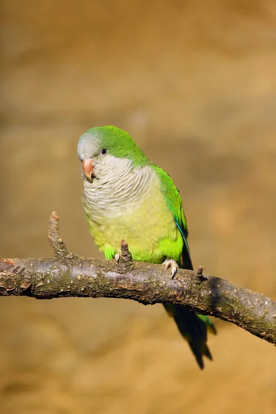 Periquito Monje Myiopsitta Monachus También Conocido Como Loro Cuáquero Sentado —  Fotos de Stock