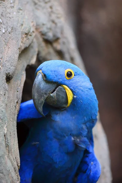 Sümbül Papağanı Anodorhynchus Hyacinthinus Veya Sümbül Papağanı Yuvasından Dışarı Bakar — Stok fotoğraf