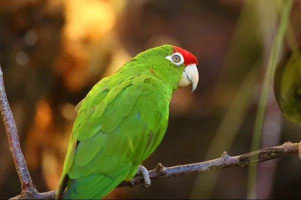 Portret Papugi Kordylijskiej Psittacara Frontatus Świetle Popołudniowym Południowoamerykańska Papuga Czerwonym — Zdjęcie stockowe
