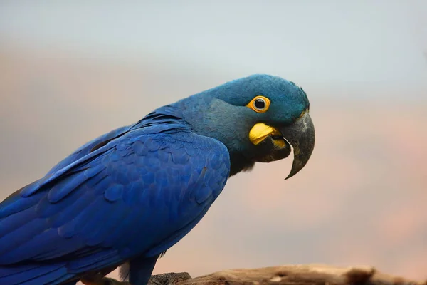 Lear Macaw Anodorhynchus Leari Also Known Indigo Macaw Portrait White — Stock Photo, Image