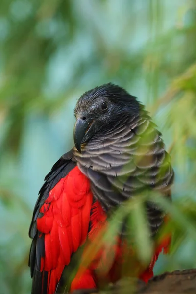 Pesquet Papagáj Psittrichas Fulgidus Más Néven Vulturin Papagáj Portré Egy — Stock Fotó